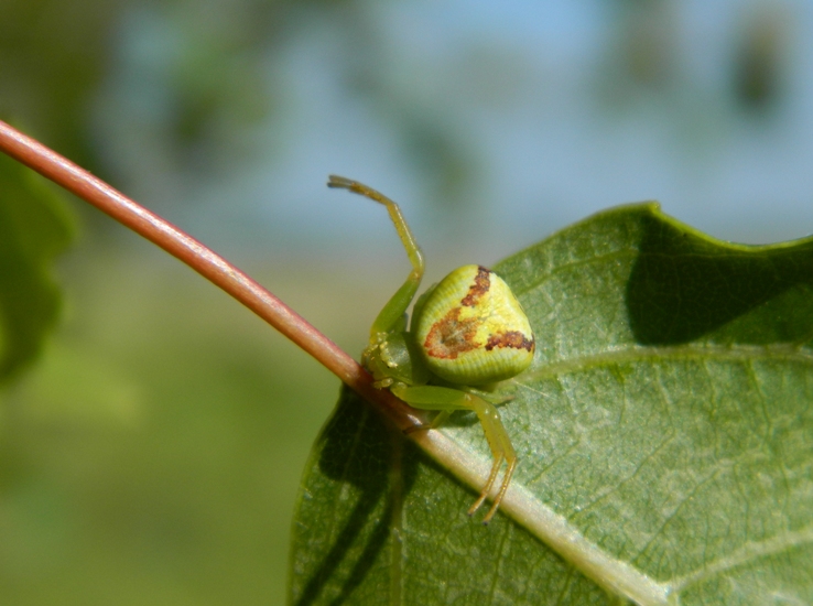 Ebrechtella tricuspidata - Viadana (MN)